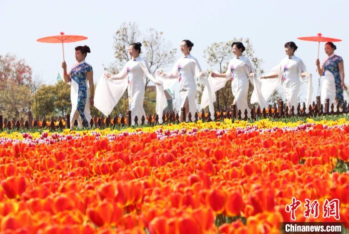 Jiangsu: Tulipas florescem em Dafeng
