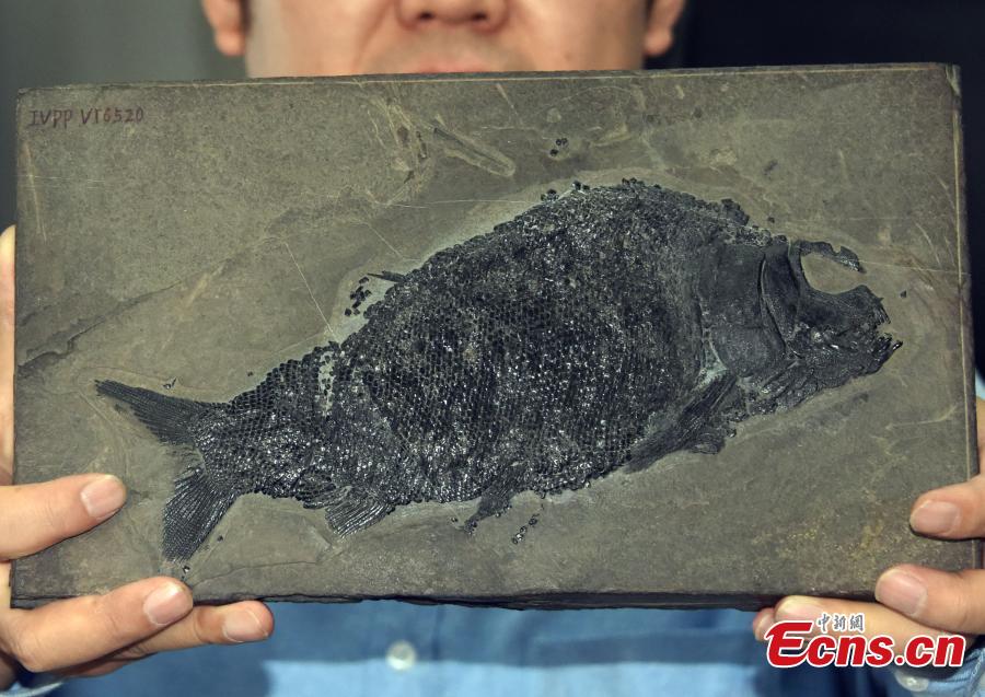 Cientistas chineses descobrem fósseis de peixe neopterígio de 244 milh?es de anos


