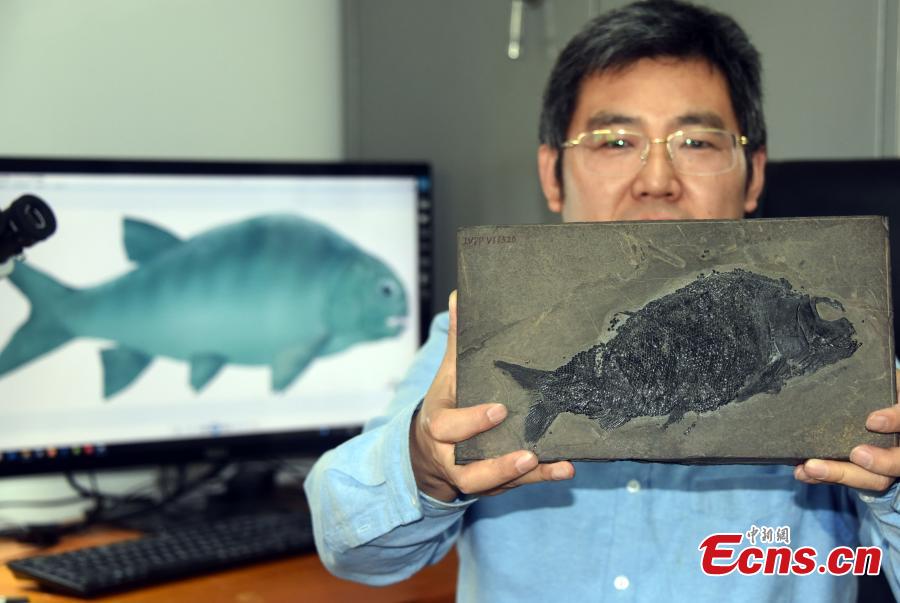 Cientistas chineses descobrem fósseis de peixe neopterígio de 244 milh?es de anos

