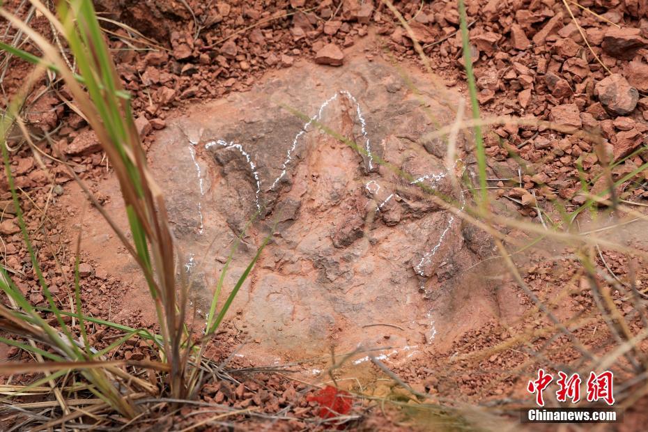 'Pista de dan?a de dinossauro' descoberta em Fujian, sudeste da China