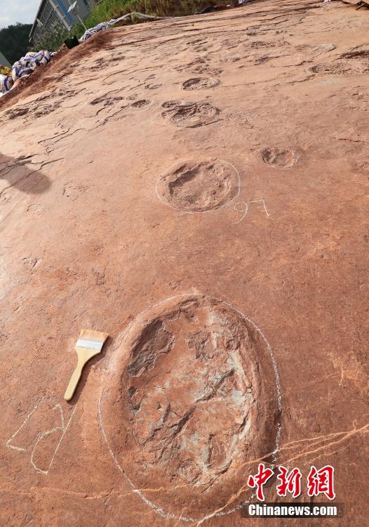 'Pista de dan?a de dinossauro' descoberta em Fujian, sudeste da China