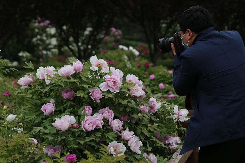 39o Festival Cultural de Pe?nias de Luoyang inaugurado em Henan