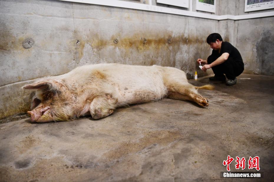 China: Porca sobrevivente do terramoto de Wenchuan celebra o seu 
