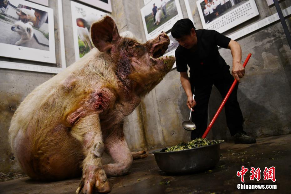 China: Porca sobrevivente do terramoto de Wenchuan celebra o seu 