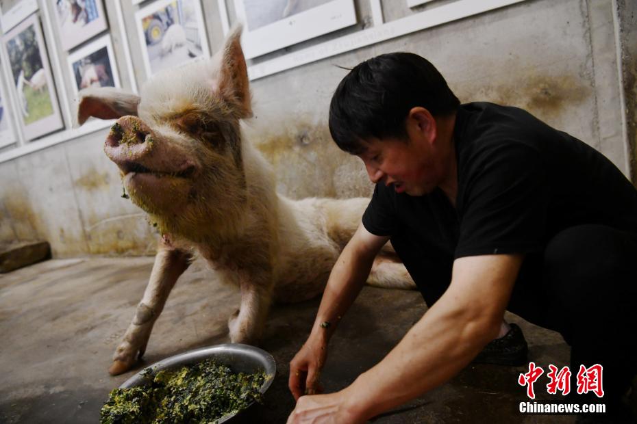 China: Porca sobrevivente do terramoto de Wenchuan celebra o seu 