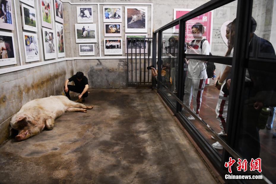 China: Porca sobrevivente do terramoto de Wenchuan celebra o seu 