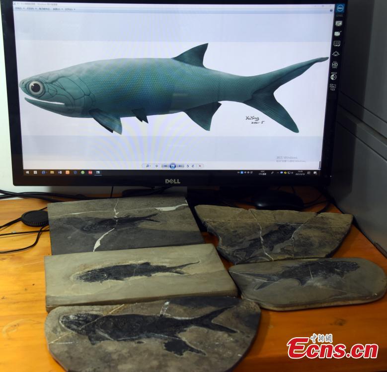 Cientistas chineses descobrem fóssil de peixe actinopterígeo com 244 milh?es de anos 