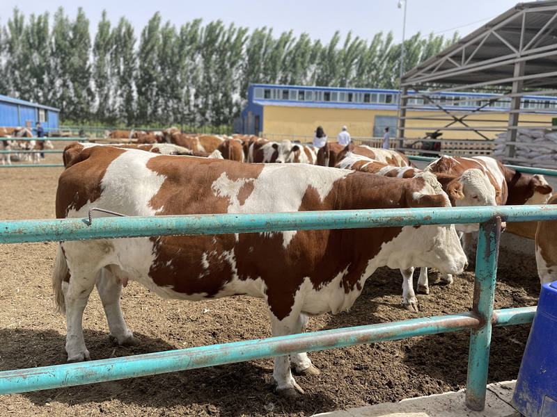 Cooperativa de pecuária em Xinjiang contribui para redu??o da pobreza