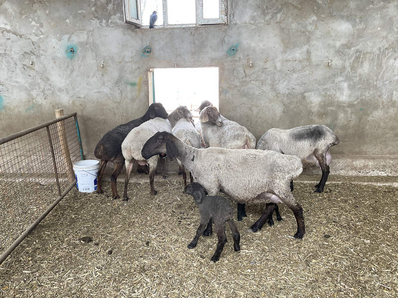 Cooperativa de pecuária em Xinjiang contribui para redu??o da pobreza