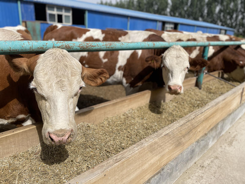 Cooperativa de pecuária em Xinjiang contribui para redu??o da pobreza