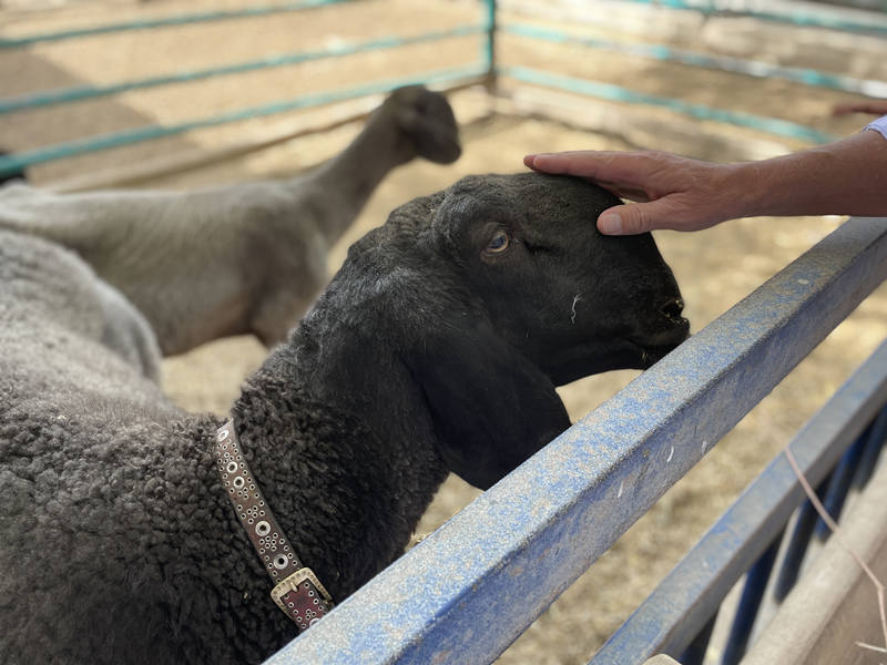 Cooperativa de pecuária em Xinjiang contribui para redu??o da pobreza