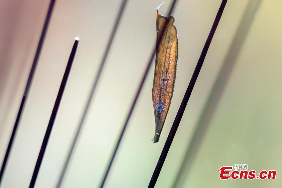 Mundo oceanico é revelado por fotógrafos subaquáticos em Hainan