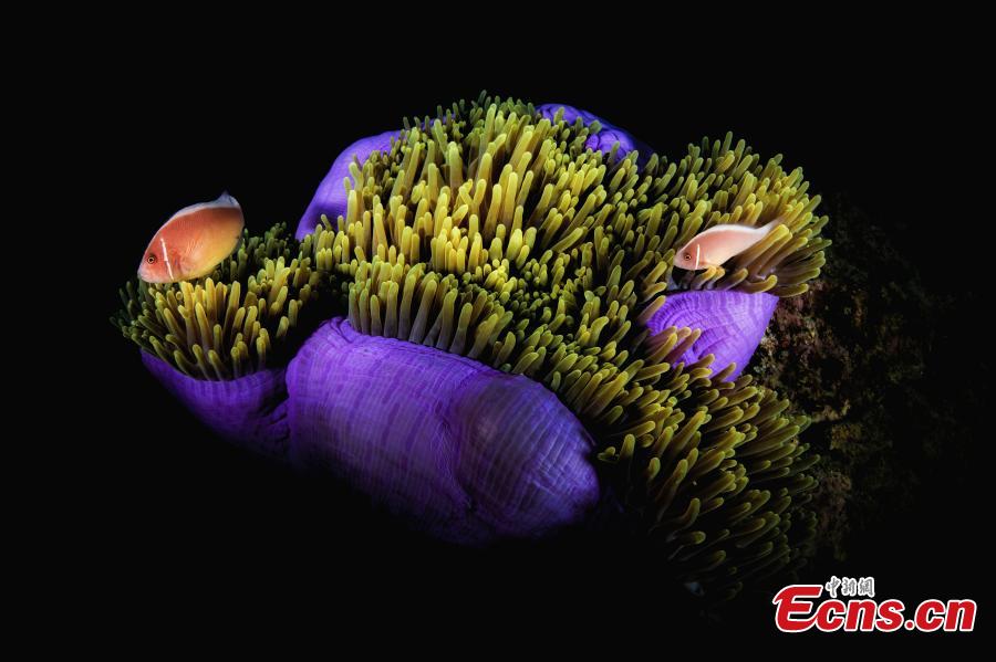 Mundo oceanico é revelado por fotógrafos subaquáticos em Hainan