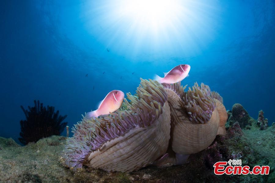 Mundo oceanico é revelado por fotógrafos subaquáticos em Hainan