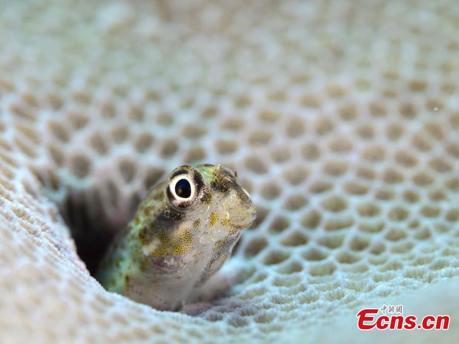 Mundo oceanico é revelado por fotógrafos subaquáticos em Hainan