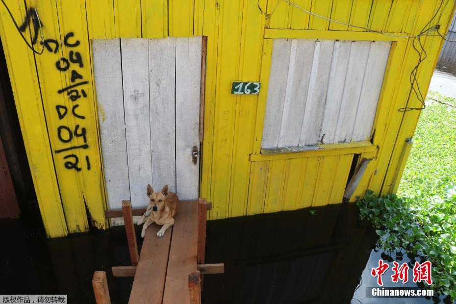 Brasil: Eleva??o do nível do rio causa inunda??es em Manaus