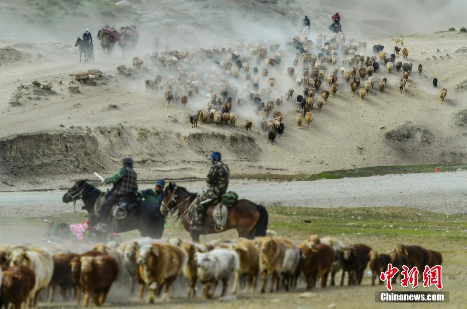 Xinjiang: Migra??o sazonal de rebanhos ocorre em Altay 