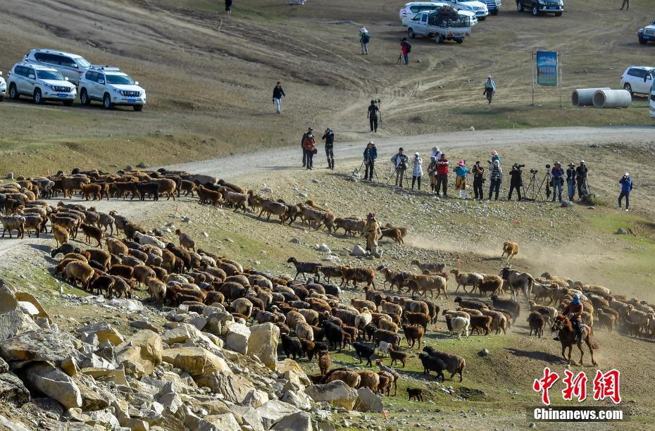 Xinjiang: Migra??o sazonal de rebanhos ocorre em Altay 