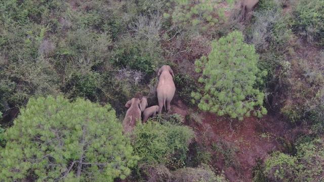 Manada de elefantes migrantes da China avan?a para sudoeste
