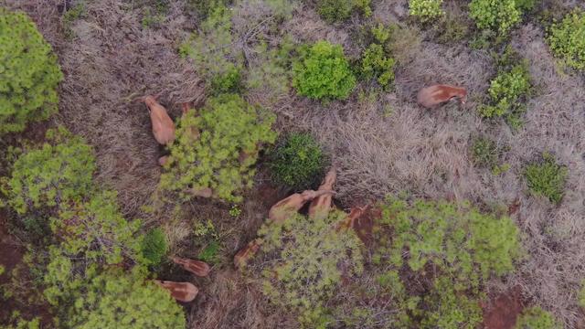 Manada de elefantes migrantes da China avan?a para sudoeste