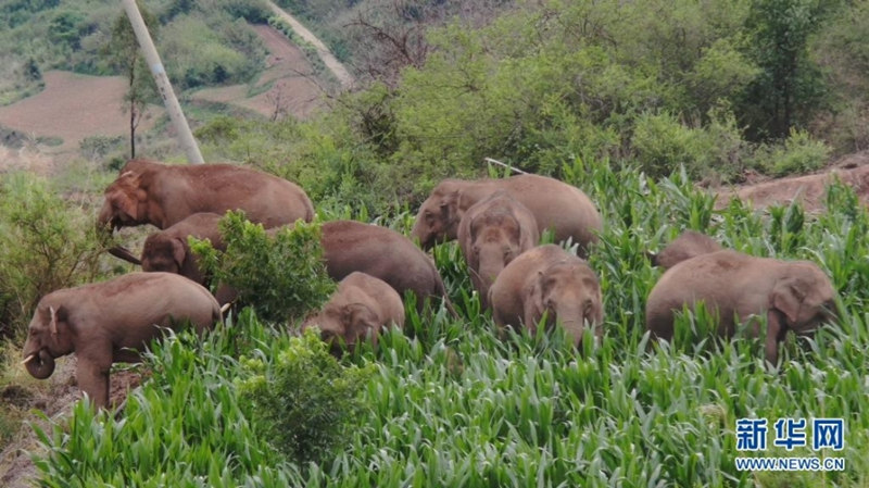 Manada de elefantes em migra??o da China percorre 9,3 km rumo a norte