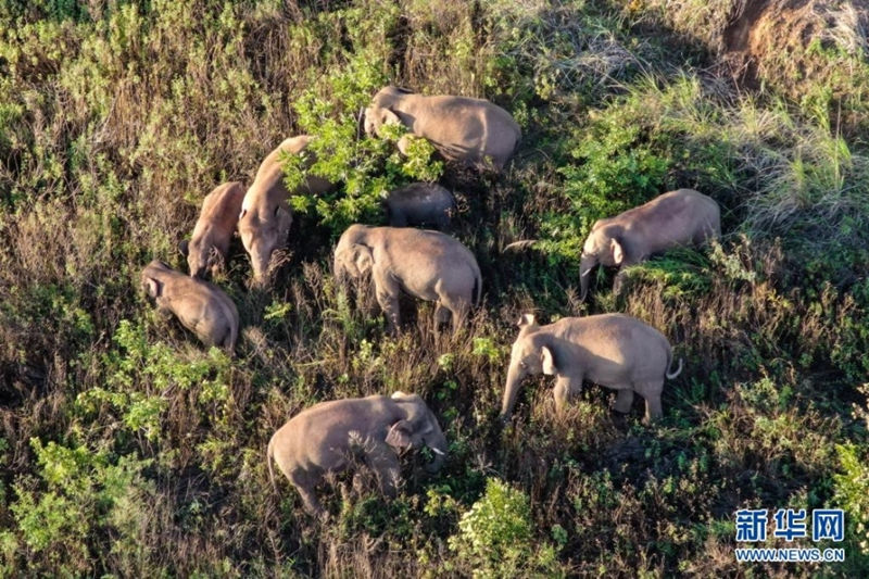 Manada de elefantes em migra??o da China percorre 9,3 km rumo a norte