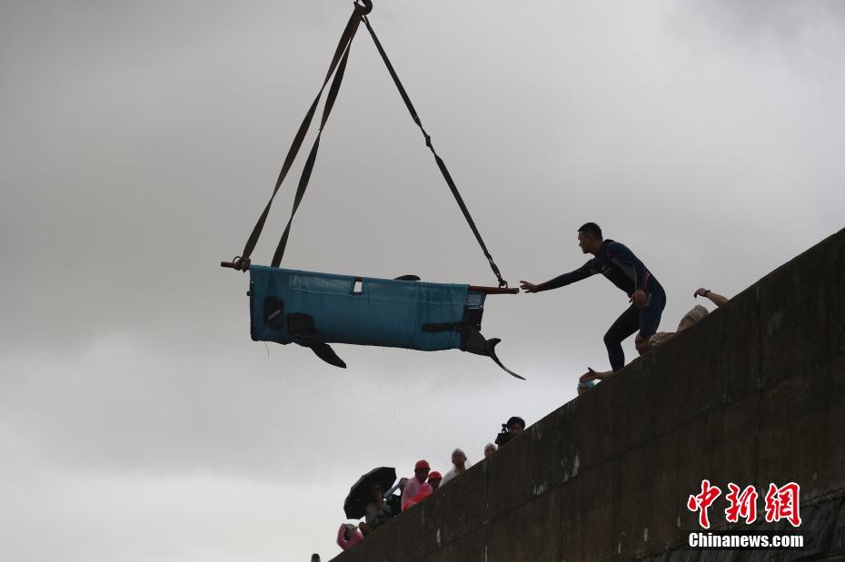 China: baleias encalhadas em Zhejiang encontram-se resgatadas