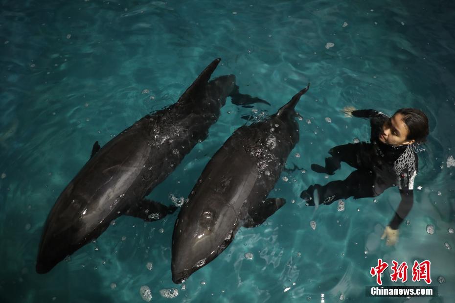 China: baleias encalhadas em Zhejiang encontram-se resgatadas