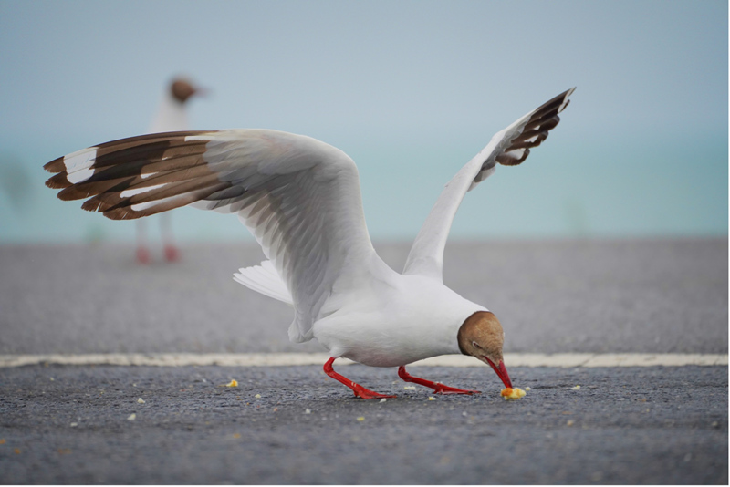 Paisagens idílicas ao longo do Lago Qinghai