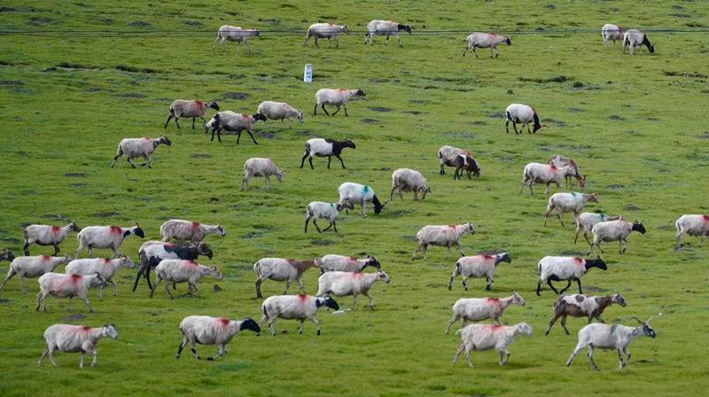 Paisagens idílicas ao longo do Lago Qinghai