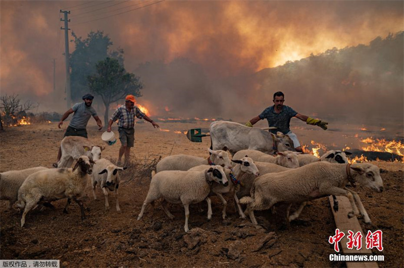Turquia: incêndios florestais continuam  devastando o país