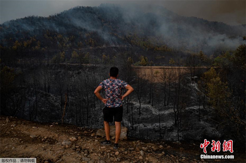 Turquia: incêndios florestais continuam  devastando o país