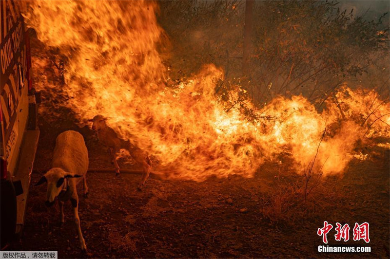 Turquia: incêndios florestais continuam  devastando o país