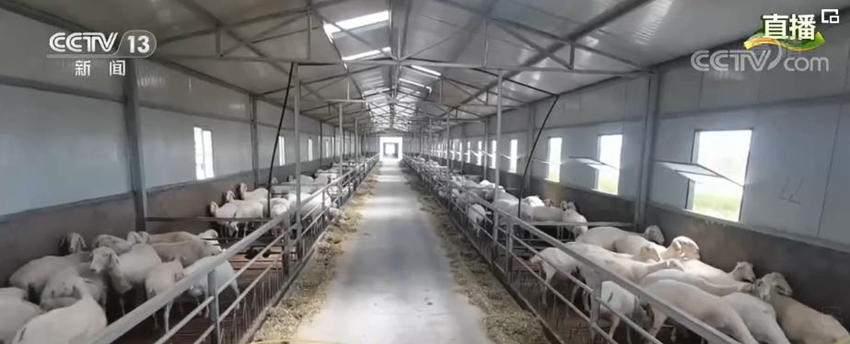 Xiaokang: deserto de Shaanxi transforma-se em terra fértil 