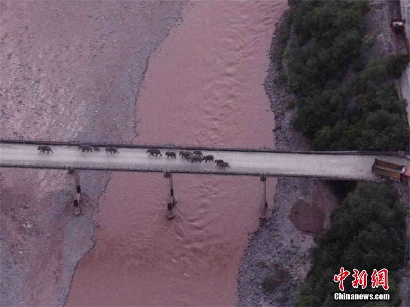 Elefantes asiáticos errantes atravessam seguramente o rio Yuanjiang 