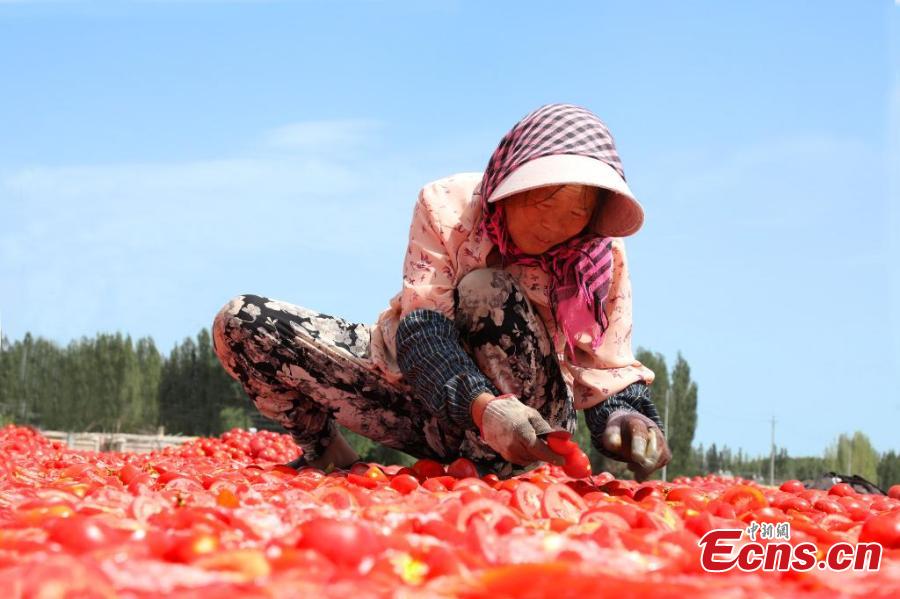 Galeria: Temporada de colheita de tomate em Xinjiang