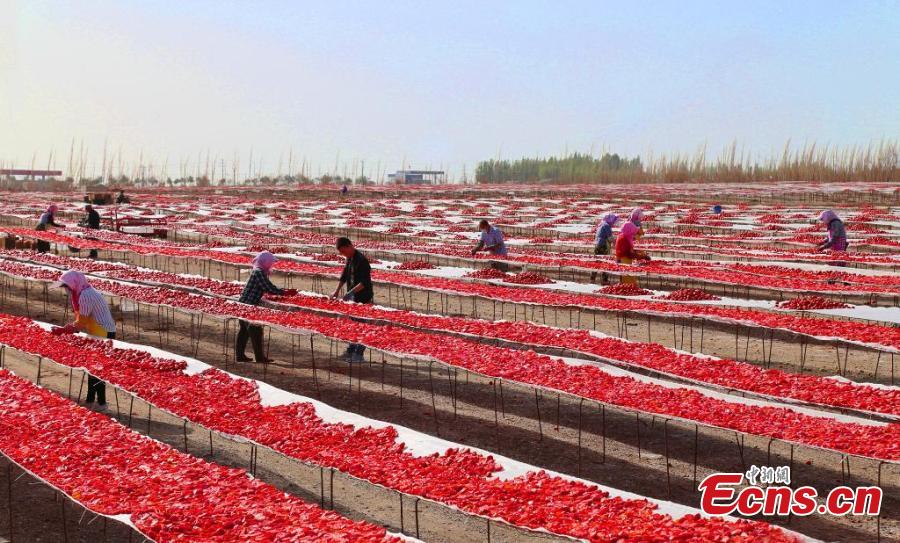 Galeria: Temporada de colheita de tomate em Xinjiang