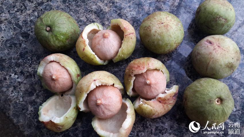 Yunnan: planta em vias de extin??o vira fonte de rendimento da regi?o