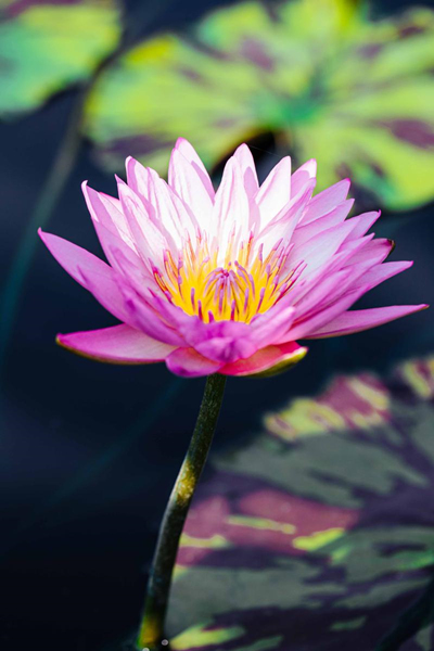 China: Jardim Botanico Chenshan de Shanghai realizará exibi??o anual de nenúfares    