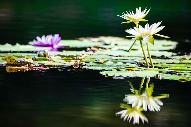China: Jardim Botanico Chenshan de Shanghai realizará exibi??o anual de nenúfares    