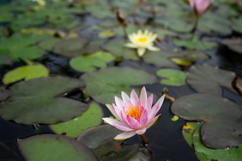 China: Jardim Botanico Chenshan de Shanghai realizará exibi??o anual de nenúfares    