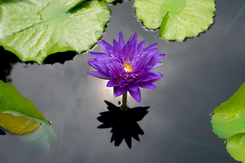 China: Jardim Botanico Chenshan de Shanghai realizará exibi??o anual de nenúfares    