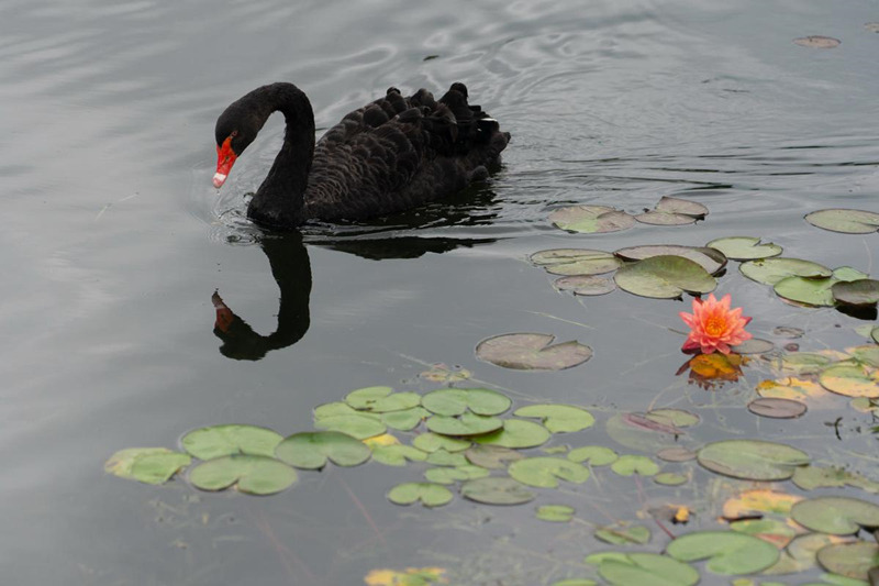 China: Jardim Botanico Chenshan de Shanghai realizará exibi??o anual de nenúfares    