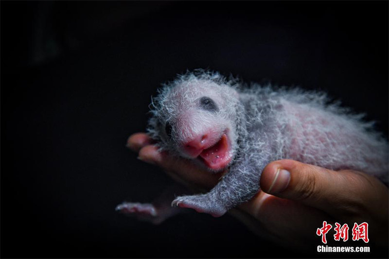 Galeria: gêmeos pandas em Sichuan