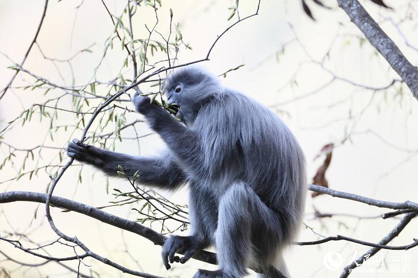 Yunnan: Mais de 2.000 espécimes de langur-cinzento protegidos a nível nacional