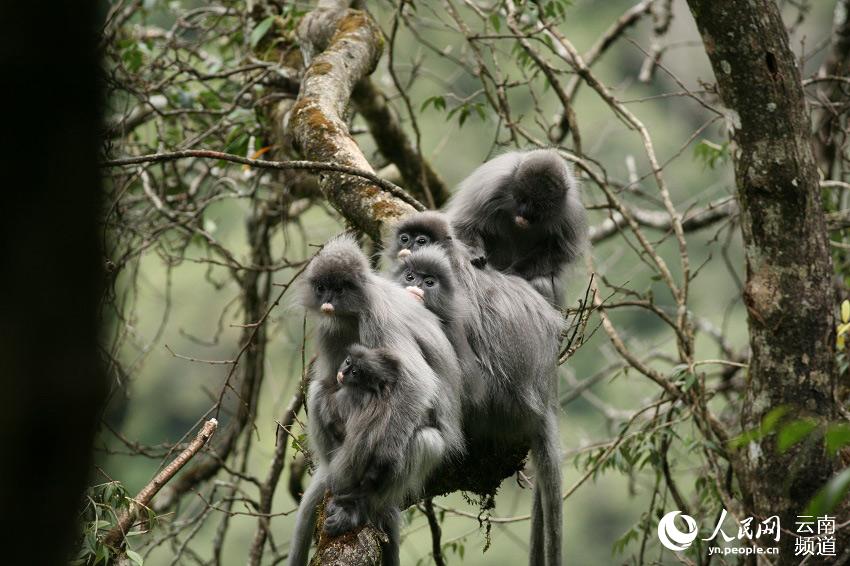 Yunnan: Mais de 2.000 espécimes de langur-cinzento protegidos a nível nacional