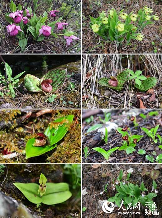 Após 25 anos cypripedium elegans é novamente avistada em Yunnan