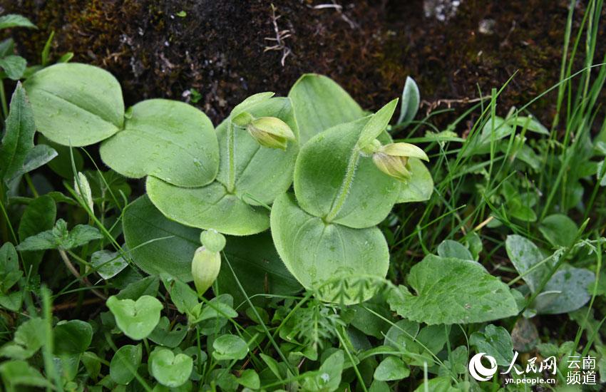 Após 25 anos cypripedium elegans é novamente avistada em Yunnan