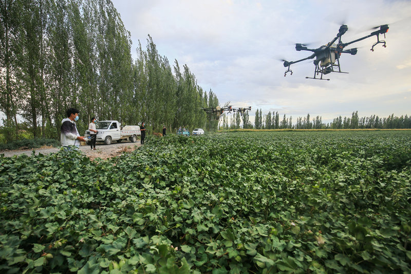 Xinjiang: bela paisagem dos campos