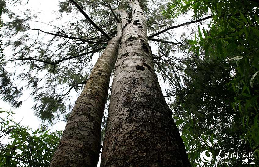 Yunnan: espécie amea?ada pinus quinquefolia com recupera??o significativa